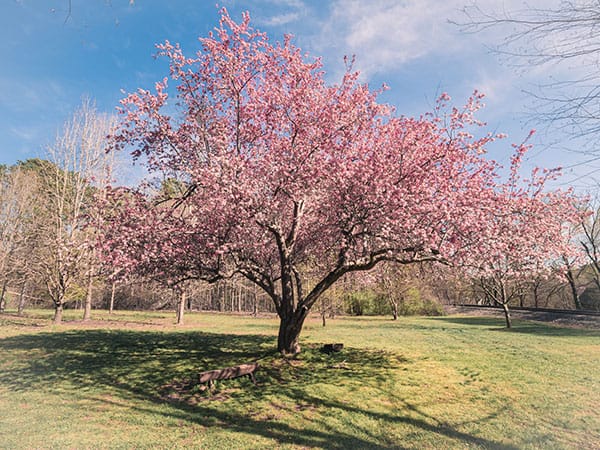 How To Properly Plant A Carolina Cherry Tree